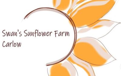 Swan’s Sunflower Farm Carlow