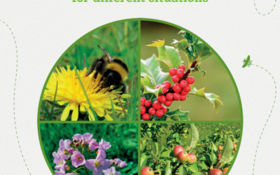 TOP TEN pollinator-friendly plants for different situations.