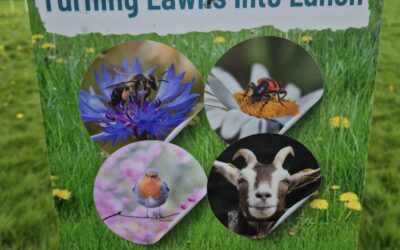 Meet the Goats: Turning Lawns into Lush Life in Carlow