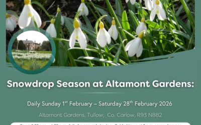 Snowdrop Season at Altamount Gardens