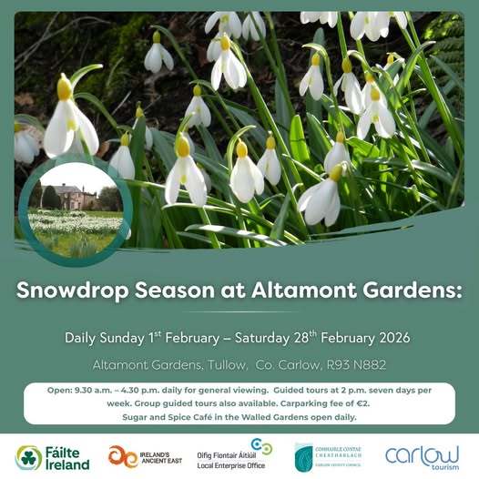 Snowdrop Season at Altamount Gardens